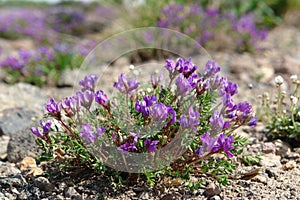 Flora of Kamchatka Peninsula: a close up of purple flowers of Locoweed (Oxytropis revoluta)