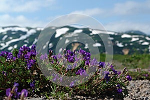 Flora of Kamchatka Peninsula: a close up of purple flowers of Locoweed (Oxytropis revoluta)