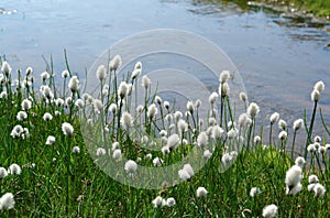 Flora of Kamchatka Peninsula: a close up of white fluffy flowers of Eriophorum vaginatum (cottongrass)