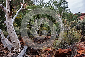 The flora of the Kings Canyon bed, Watarrka National Park, Australia