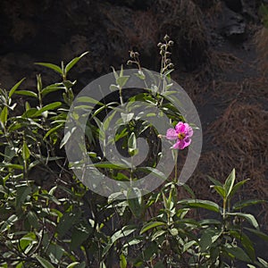 Flora of la Palma - flowering Cistus, rockrose from pink flowering clade