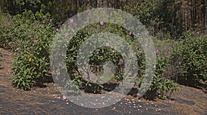 Flora of la Palma - flowering Cistus, rockrose from pink flowering clade