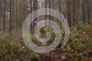 Flora of la Palma - flowering Cistus, rockrose from pink flowering clade