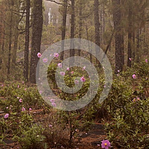 Flora of la Palma - flowering Cistus, rockrose from pink flowering clade