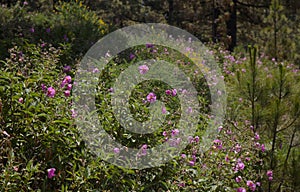 Flora of la Palma - flowering Cistus, rockrose from pink flowering clade