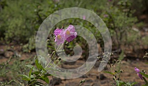 Flora of la Palma - flowering Cistus, rockrose from pink flowering clade