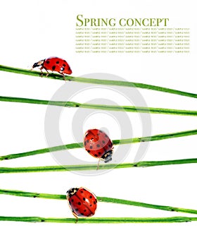 Flora and ladybirds photo