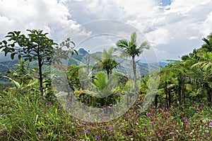 Flora and landscape of luquillo mountains in el yunque