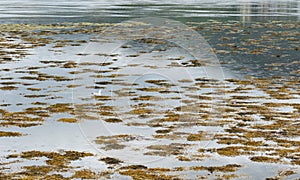 Flora like grass, reeds in waters of Loch Duich with a seagull near Eilean Donan Castle, Scotland