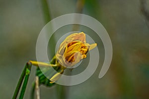 Flora of the Mediterranean stain salentina