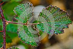 Flora of the Mediterranean stain salentina