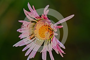 Flora of the Mediterranean stain salentina