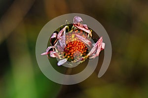 Flora of the Mediterranean stain salentina