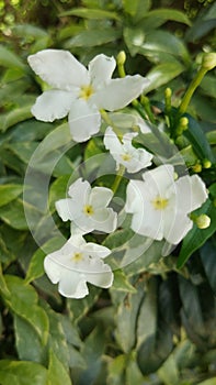 Flora of Mondokaki or Tabernaemontana divaricata