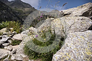 Flora in the mountains of the Spanish pyrenees