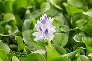 Flora of the Naivasha lake (Kenya)