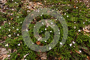 Flora of National Park of Montseny , Catalonia