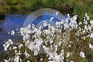 Flora of Norway - cottongrass