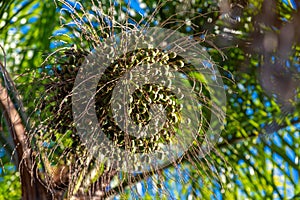 Flora of the pampas biome in southern Brazil