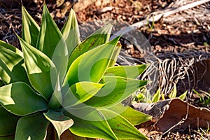 Flora of the pampas biome in southern Brazil