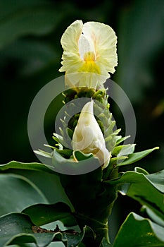 Flora in Parque Historico, cultural and photo