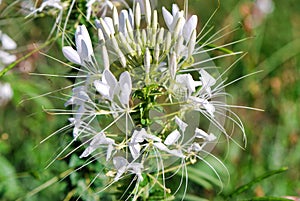 flora, plant, flower, caper family, cardoon, cabbage butterfly, ear, spike, capitulum photo