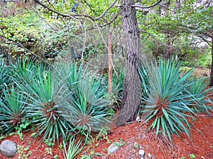 Flora and plants of Abkhazia. Plants growing on the Black Sea coast.