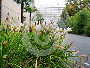 Flora and plants of Abkhazia. Plants growing on the Black Sea coast.