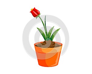 Flora pot