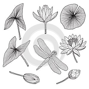 Flora of the reservoir, water plants in black and white style. Vector illustration.