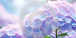 Flora& x27;s Summer Symphony: A Majestic Bouquet of Blossoming Hydrangeas in Vibrant Shades of Purple and Pink