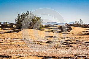 Flora in Sahara desert in Erg Chigaga between sand dunes