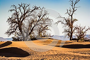 Flora in Sahara desert in Erg Chigaga between sand dunes