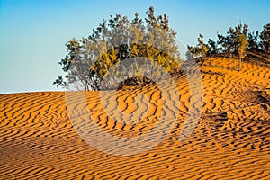 Flora in Sahara desert in Erg Chigaga between sand dunes