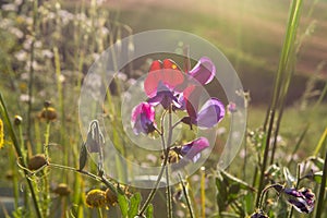 Flora of Sicily, colorful flossom of wild flowers on meadow in mountains, production of natural bio honey photo