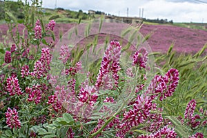 Flora of Sicily, colorful flossom of wild flowers, peas and French honeysuckle, pink sulla flowers on meadow in mountains, photo