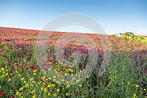 Flora of Sicily, colorful flossom of wild flowers, peas and French honeysuckle, pink sulla flowers on meadow in mountains, photo