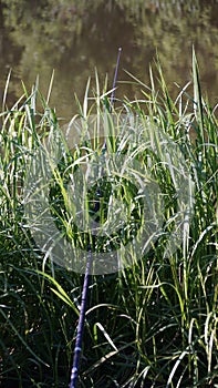 Flora summer green grass summer time