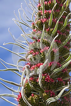 Flora of Tenerife - Echium wildpretii photo