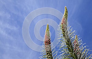 Flora of Tenerife - Echium wildpretii photo