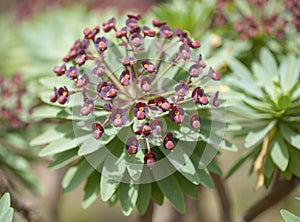 Flora of Tenerife - Euphorbia atropurpurea