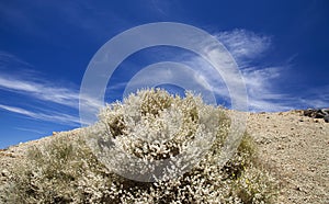 Flora of Tenerife - Spartocytisus supranubius photo