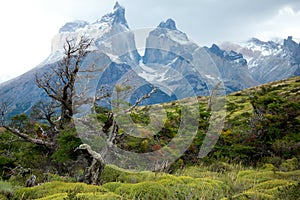 Flora of Torres del Paine