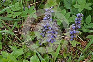 Flora in Ukraine. Blue flowers of bugle or bugleherb Ajuga reptans