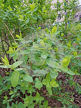 Flora of Ukraine. The bush after the rain. Rain drops are located on the leaves, decorate and nourish the plant.