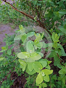 Flora of Ukraine. Green leaves of a bush after a rain. Rain drops are located on the leaves like beads, decorate and nourish the