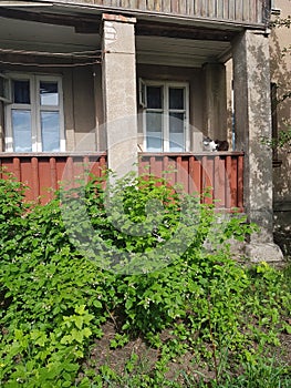 Flora of Ukraine. Landscape. A raspberry plant bush near a residential brick house with a brown balcony. On the balcony there is