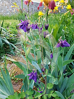 Flora of Ukraine. White violet. Buds in the form of a bell hang down to the soil and are held on a high green trunk of a plant. A