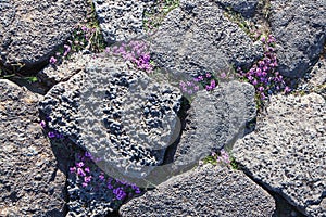 Flora in volcanic desert wasteland