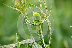 Flora Wildflowers Perennial Bull Thistle Head New Growth